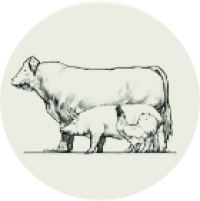 Hand drawn image of a cow, pig and chicken